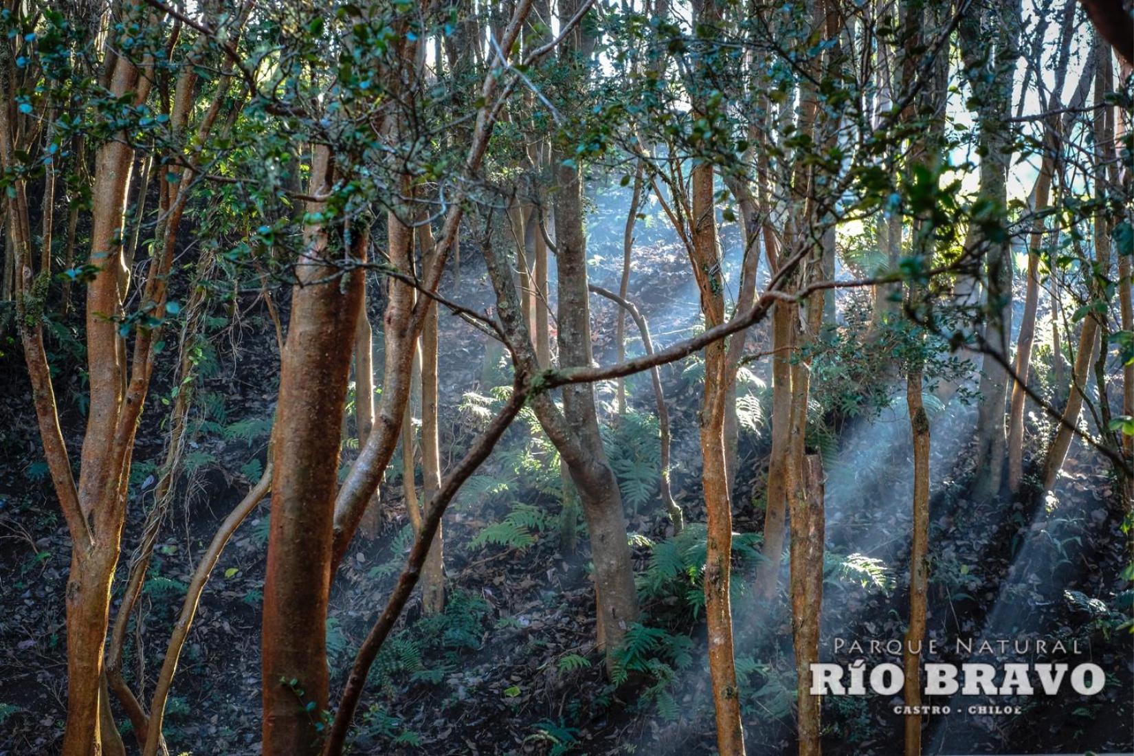 Parque Natural Rio Bravo Lodge カストロ 部屋 写真